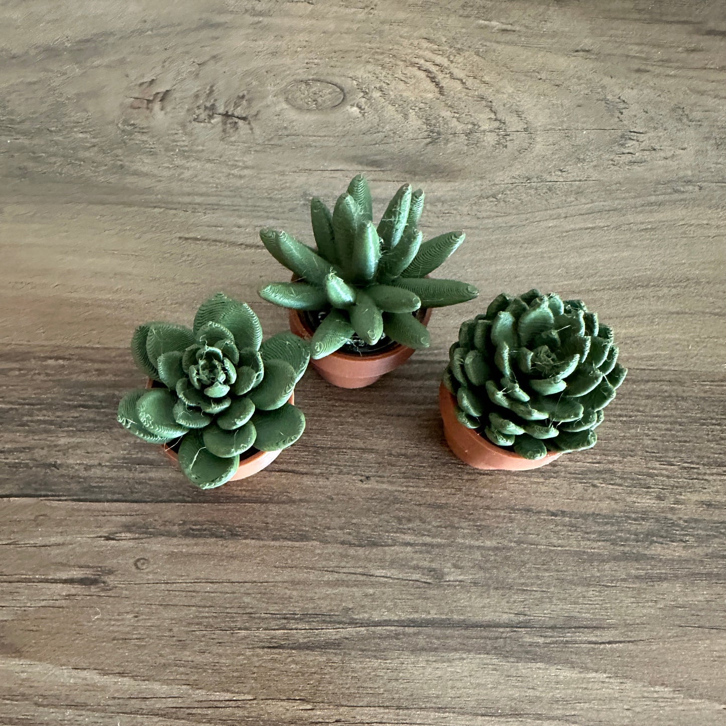 Succulent Spinners