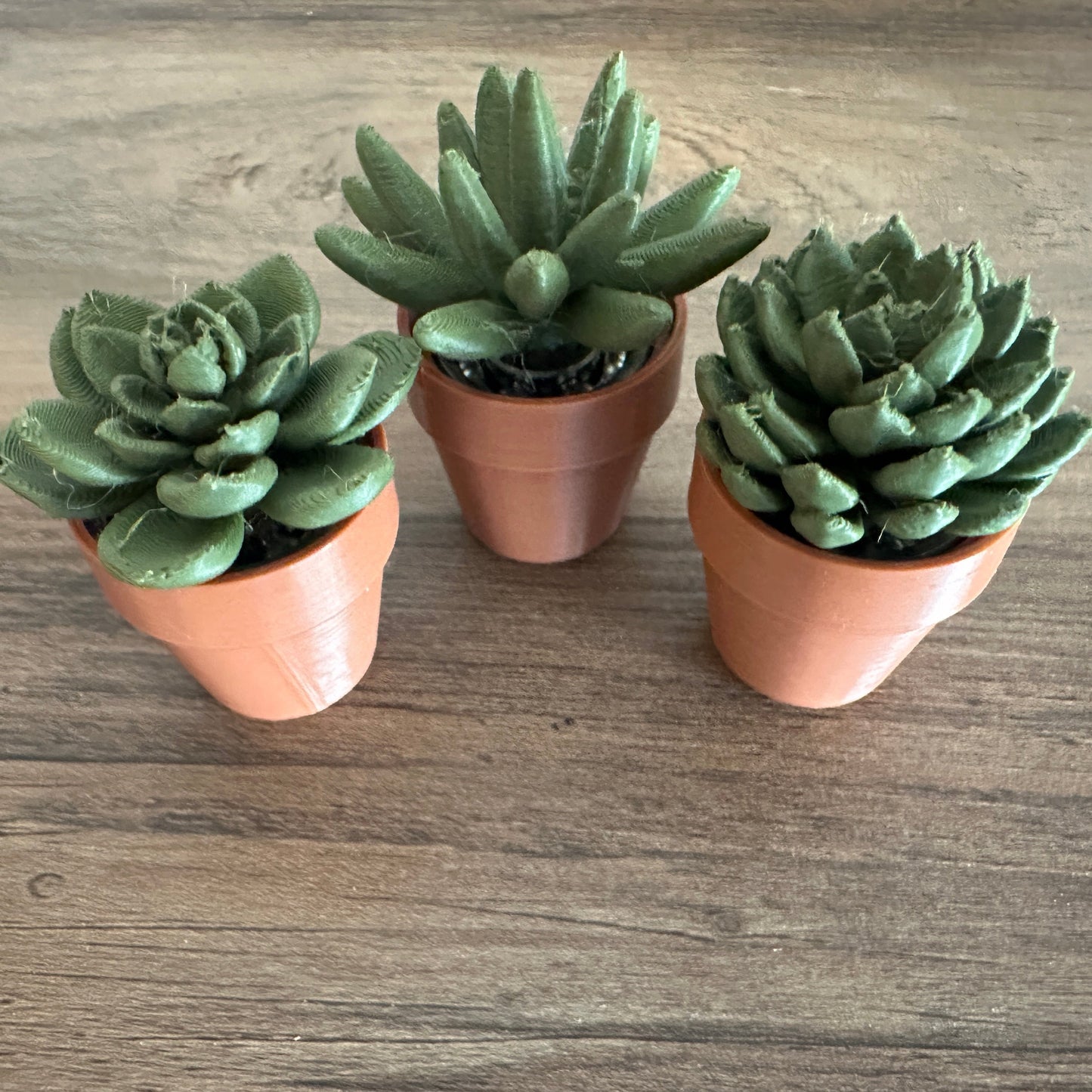 Succulent Spinners